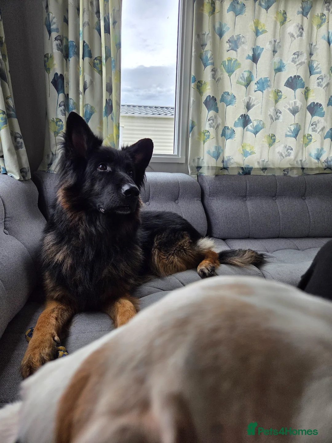 German Shepherd dogs for sale: Chas the GSD - Advert 2