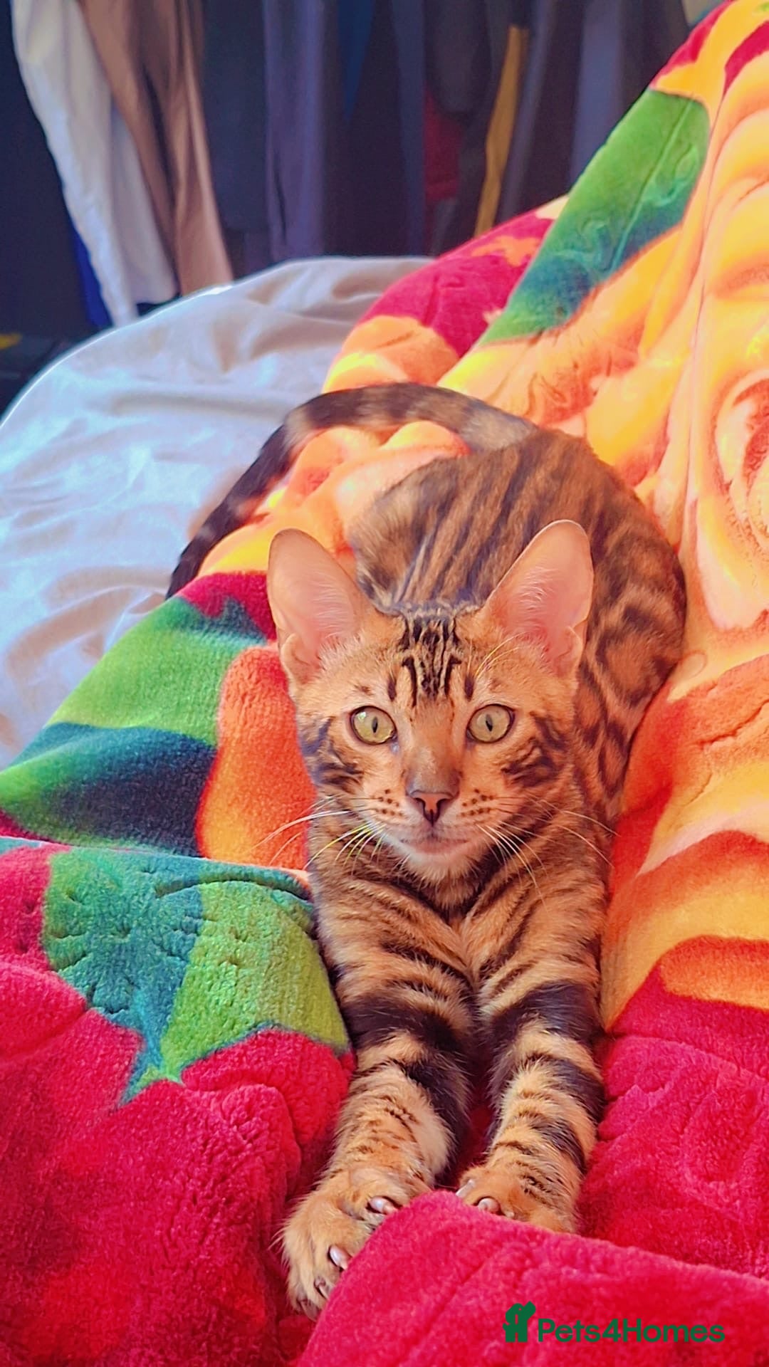 Bengal cats Male Bengal full breed 3 months old  - Advert 8