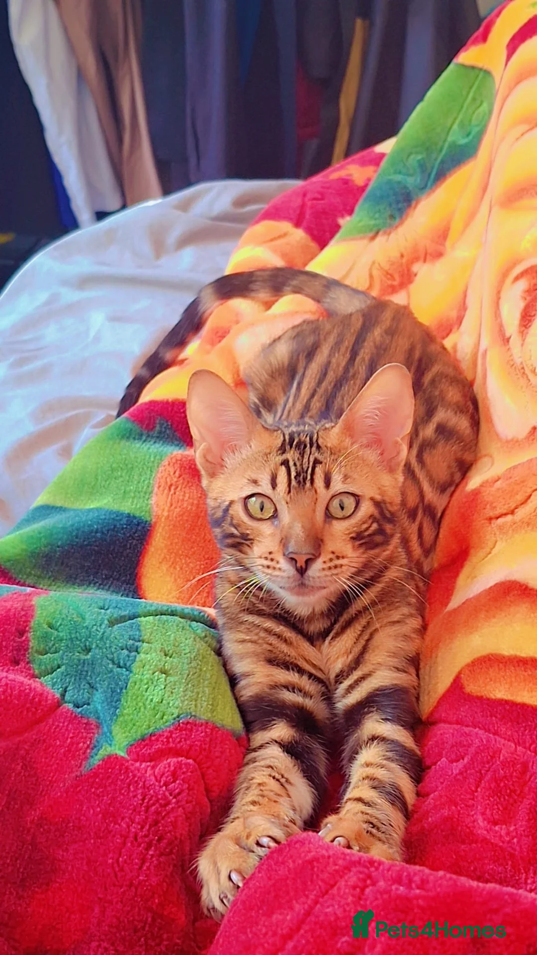 Bengal cats for sale: Male Bengal full breed 3 months old  - Advert 1