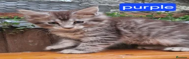 Maine Coon 3