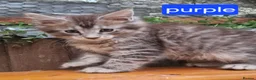 Maine Coon cats for sale: Mainecoon and mix maine coon - Advert 21