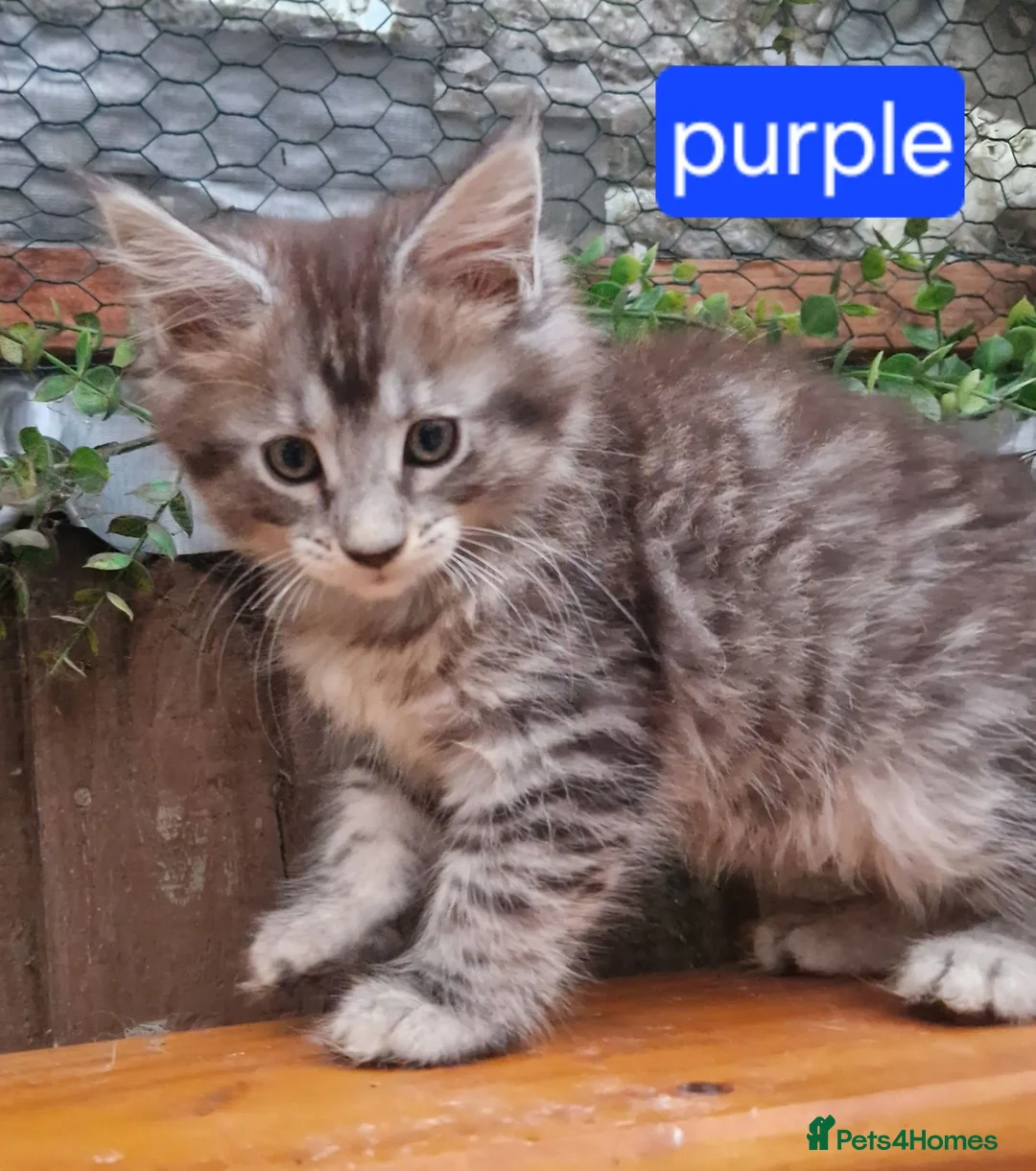 Maine Coon cats for sale: Mainecoon and mix maine coon - Advert 21