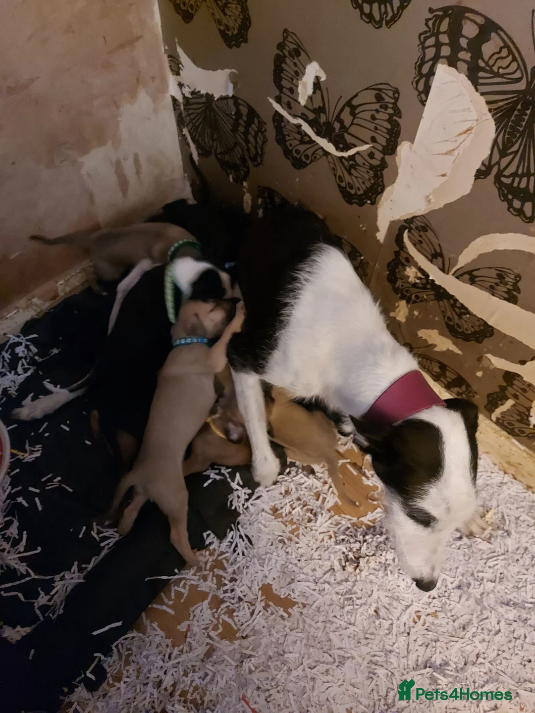 Lurcher dogs for sale: LURCHER PUPPIES  - Advert 12