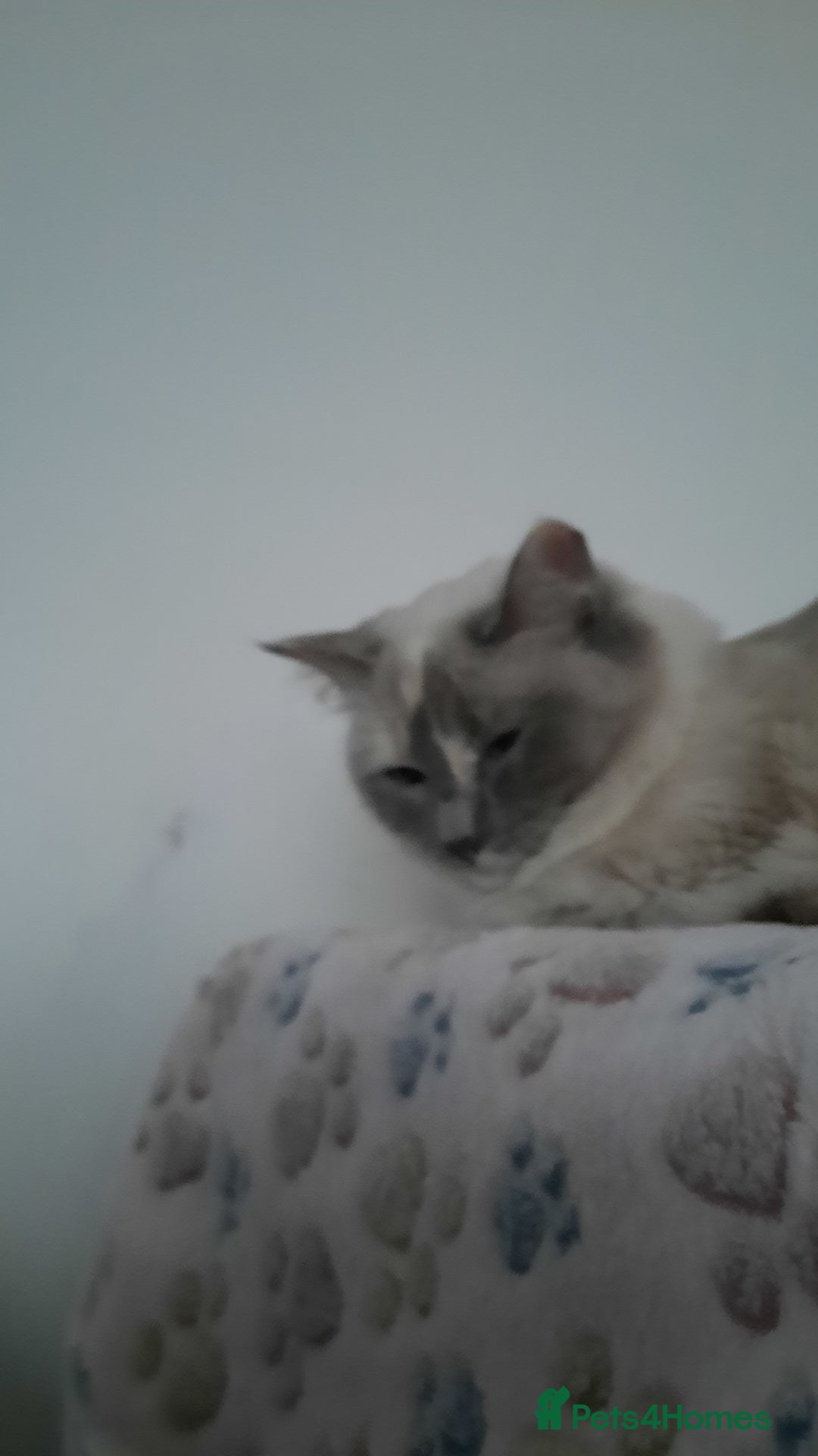 Ragdoll cats for sale: Tortie Ragdoll female  - Advert 8