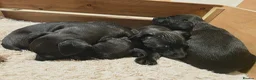 Patterdale Terrier dogs for sale: Patterdale Puppies - 5 Beautiful Bitches - Advert 14