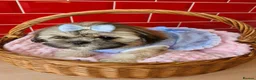 Shih Tzu dogs for sale: Beautiful Shih Tzu puppy available - Advert 8