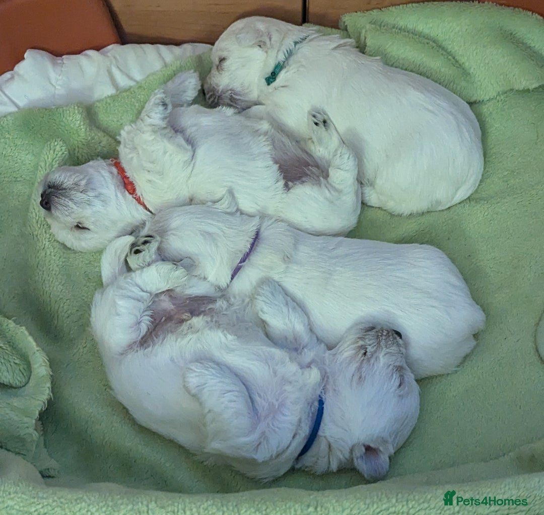 West Highland Terrier dogs for sale: Beautiful KC Registered White WestHighland Terrier - Advert 8