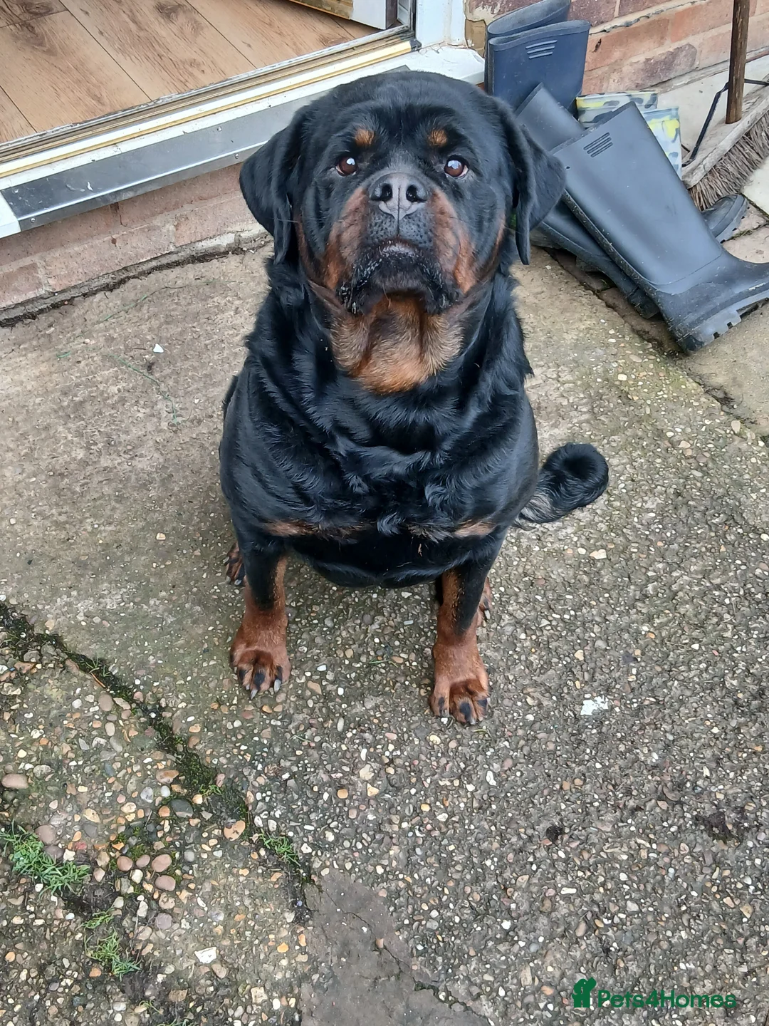 Rottweiler dogs for sale: Rottweiler "Mazza" - Advert 1