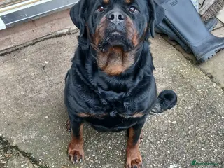 Rottweiler dogs Rottweiler "Mazza" - Advert 1