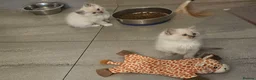 Ragdoll cats for sale: Stunning ragdoll kittens - Advert 10