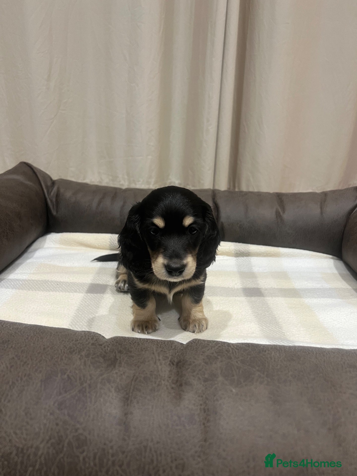 Miniature Dachshund dogs Stunning Miniature Daschund Puppy - Advert 6