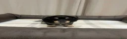 Miniature Dachshund dogs for sale: Stunning Miniature Daschund Puppies - Advert 10