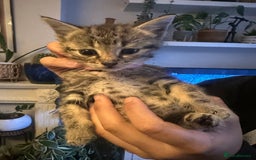 Mixed Breed cats for sale: 3 Beautiful Kittens Remaining  - Image 17