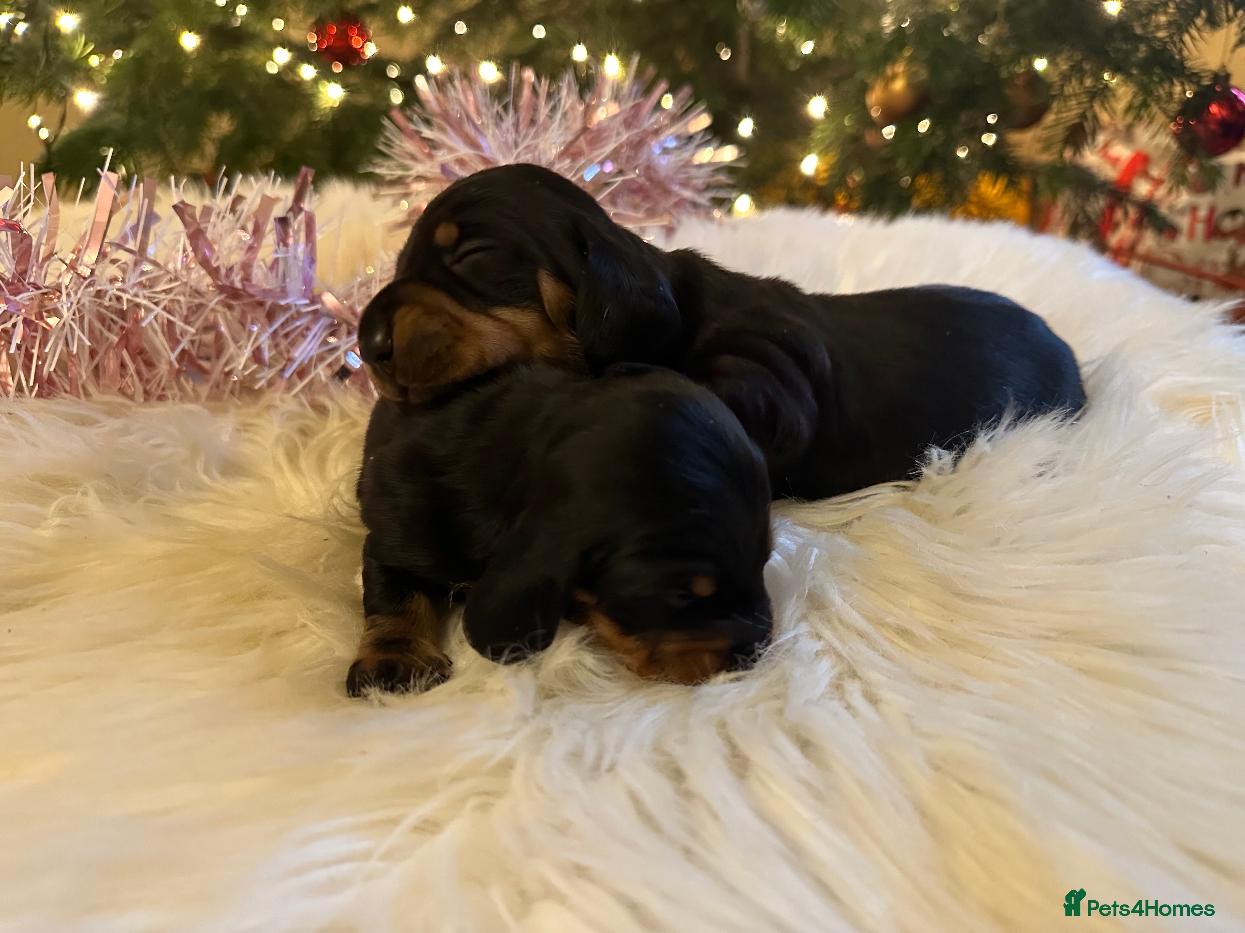 Miniature Dachshund dogs Show Quality IVDD screened KC Reg Mini Smooths  - Advert 6