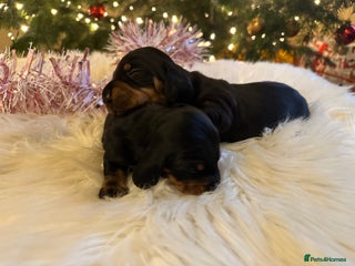 Miniature Dachshund dogs Show Quality IVDD screened KC Reg Mini Smooths - Advert 6