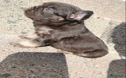 French Bulldog dogs for sale: Beautiful litter off French bulldog puppies  - Image 14