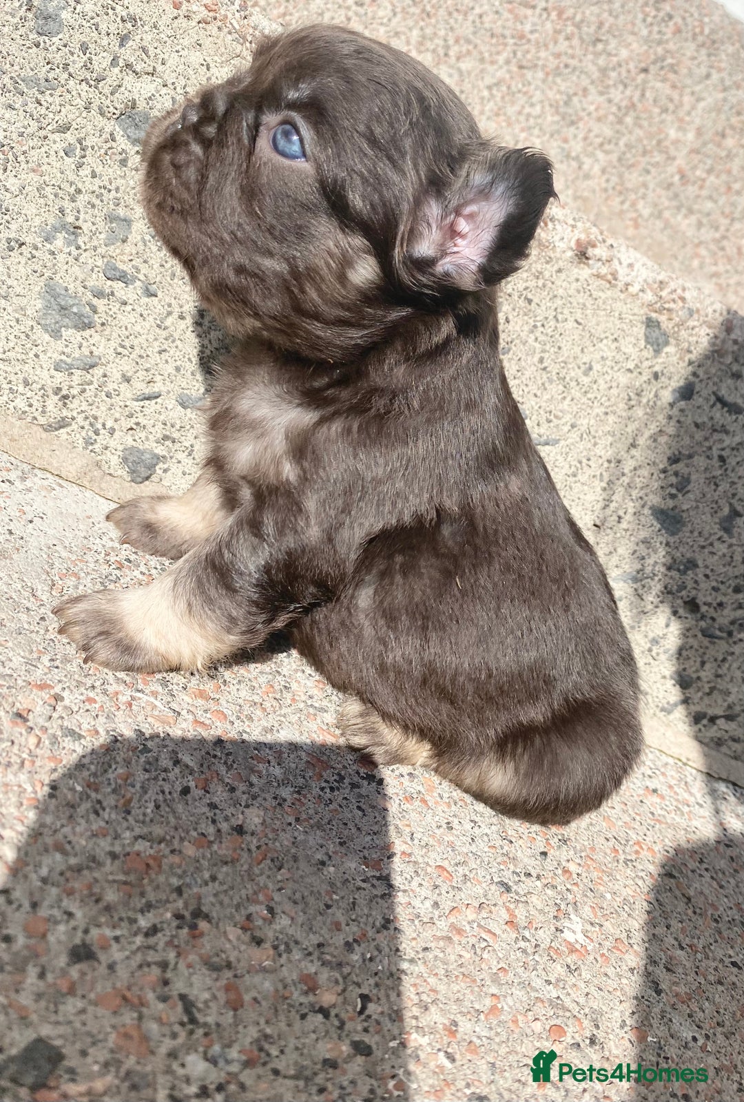 French Bulldog dogs for sale: Beautiful litter off French bulldog puppies  - Image 14