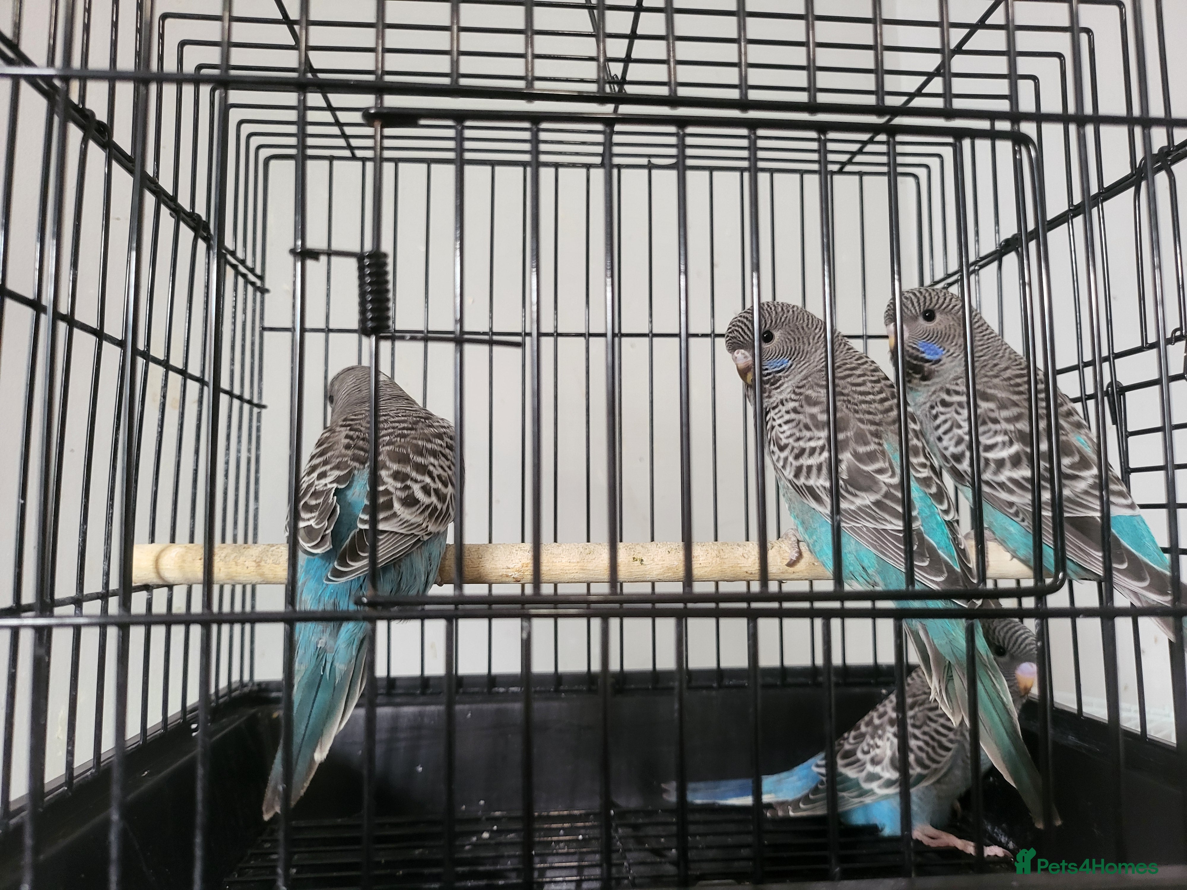 Budgerigars birds Blackface - Advert 2