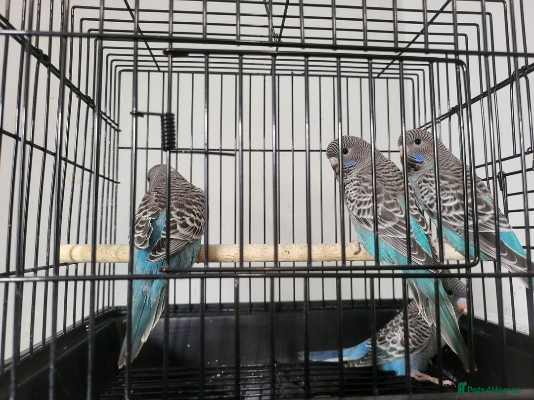 Budgerigars birds for sale: Blackface - Advert 5