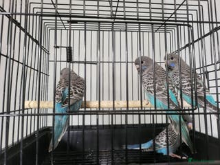 Budgerigars birds Blackface - Advert 4