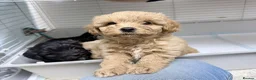 Shihpoo dogs for sale: Cute Shihpoo x Toy poodle puppies  in Stockport - Advert 4