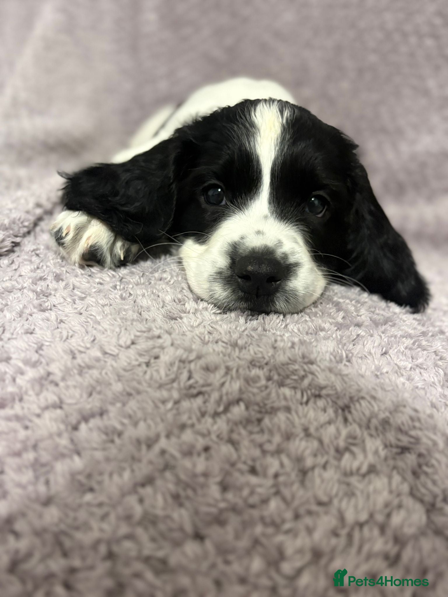 English Springer Spaniel dogs 5 weeks old🐶❤️AdorableSpringerSpanielPuppie 🐶❤️  - Advert 2