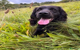 Cocker Spaniel dogs for stud: Proven Working Cocker Spaniel Stud  in Swansea - Image 3