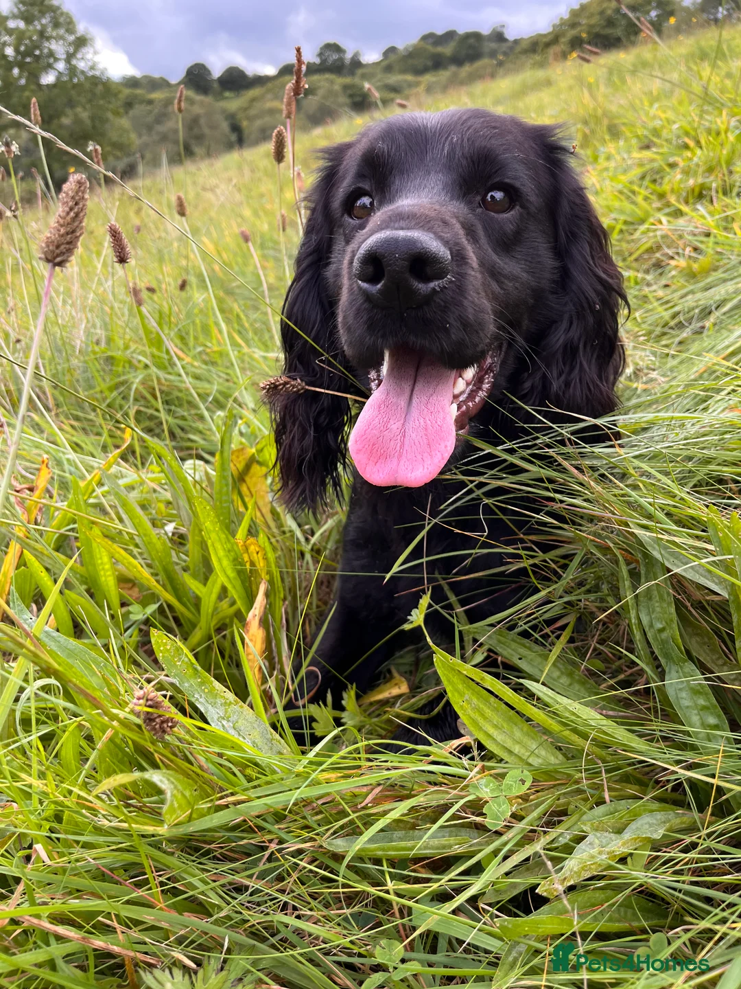 Cocker Spaniel dogs for stud: Proven Working Cocker Spaniel Stud  in Swansea - Advert 3