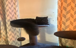Ragdoll cats for sale: Chocolate Ragdoll mixed breed & Mum - Image 2
