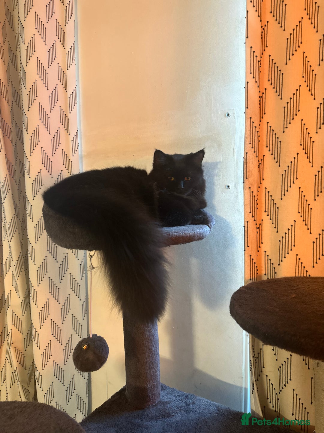 Ragdoll cats for sale: Chocolate Ragdoll mixed breed & Mum - Image 2