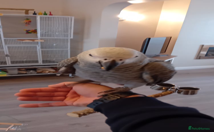 Parrots birds - Advert 9
