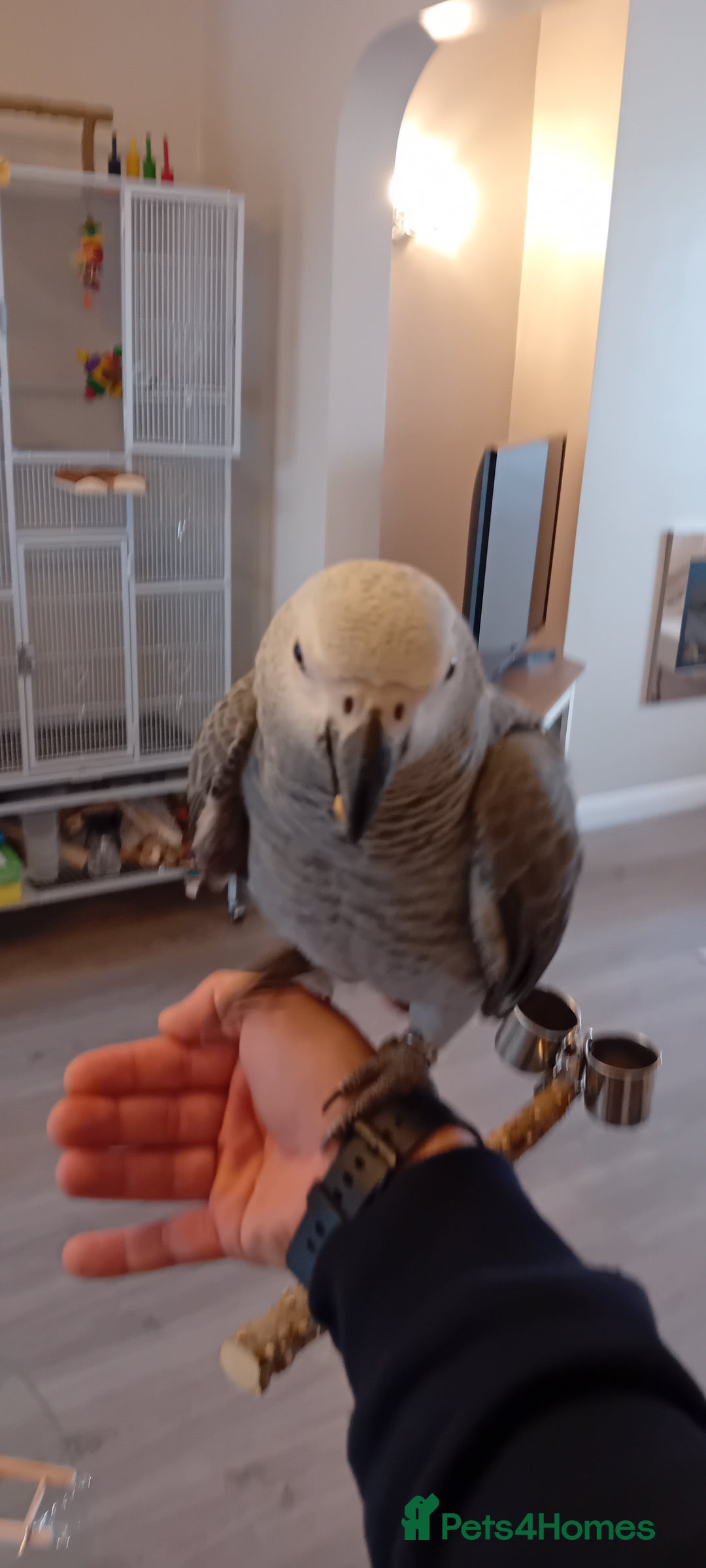 Parrots birds for sale: African grey (female?) Hand reared - Image 1