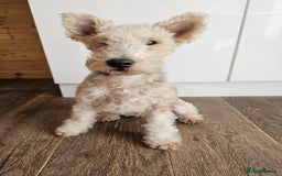 Mixed Breed dogs for sale: Fox Terrier × Australian Labradoodle Pups Sale - Image 22