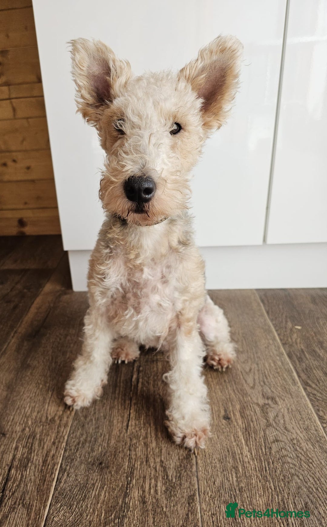 Mixed Breed dogs for sale: Fox Terrier × Australian Labradoodle Pups Sale - Image 22