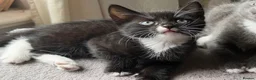 Mixed Breed cats for adoption: Kittens  in Tamworth - Advert 2