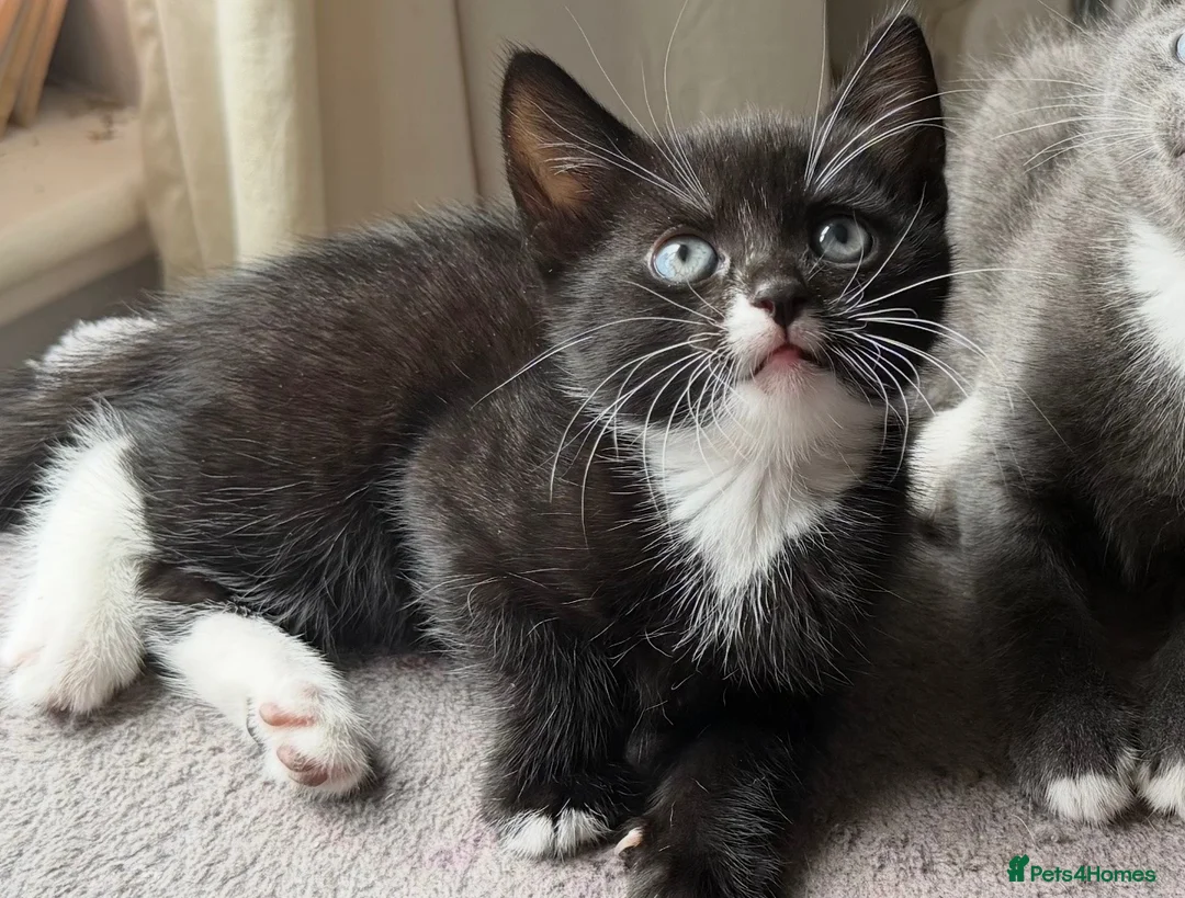 Mixed Breed cats for adoption: Kittens  in Tamworth - Advert 2