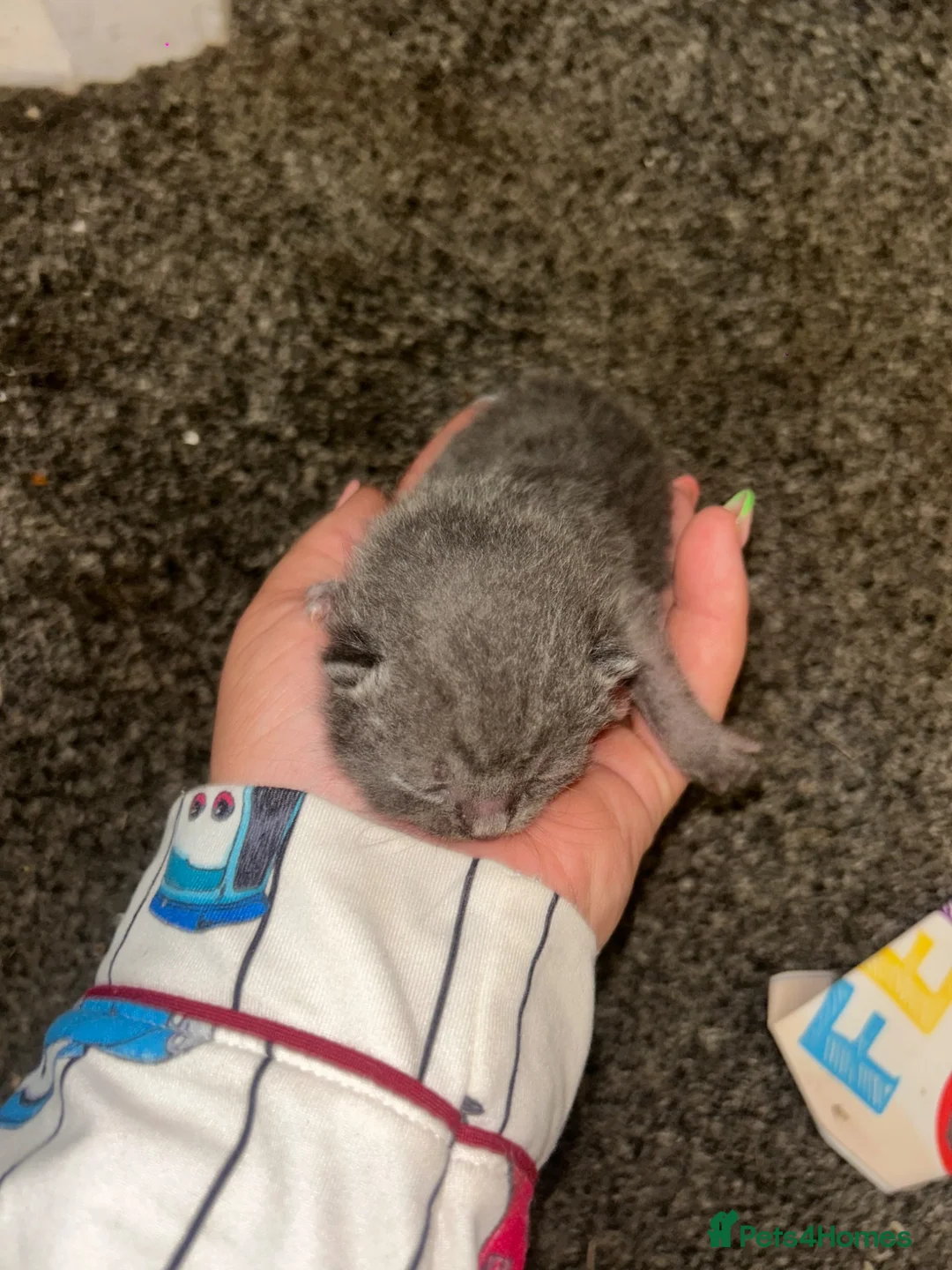 Mixed Breed cats for sale: 3 adorable babies! - Advert 11