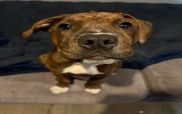 Mixed Breed dogs for sale: 16 week American Bulldog/staff - Advert 5