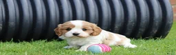 Cavachon dogs for sale: Beautiful Cavachon puppies for sale - Advert 18