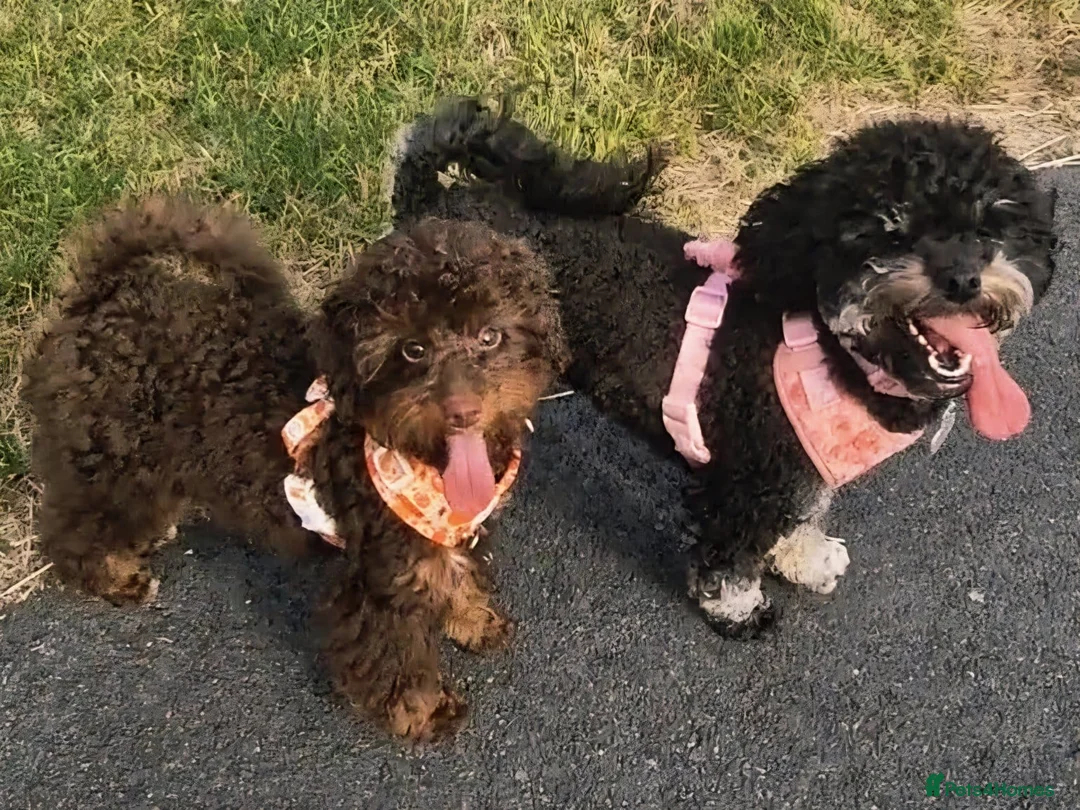 Toy Poodle dogs for stud: Black Phantom Toy Poodle PROVEN - Advert 7