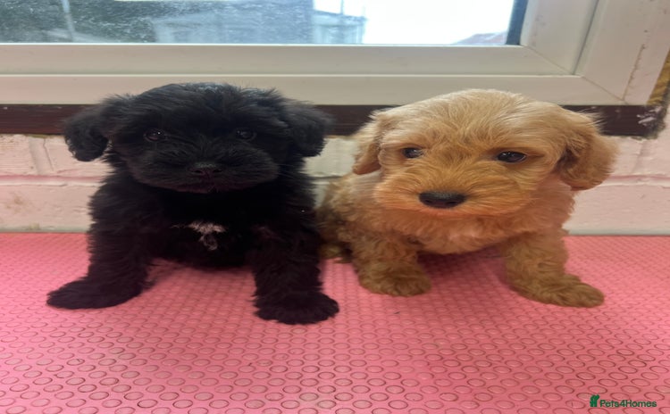 Mixed Breed dogs - Advert 4