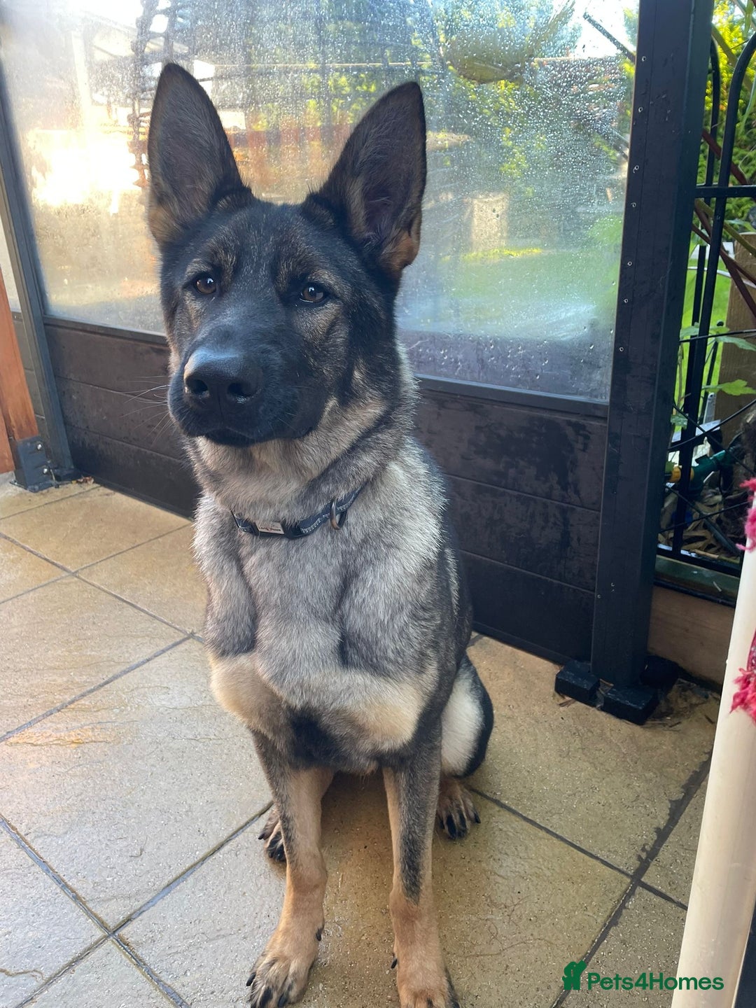 German Shepherd dogs for sale: *German Shepherd – 1 Year 6 Months Old* - Advert 8