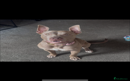 Mixed Breed dogs for sale: Staffy cross American bully  - Image 1