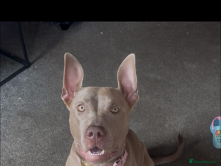 Mixed Breed dogs - Advert 15