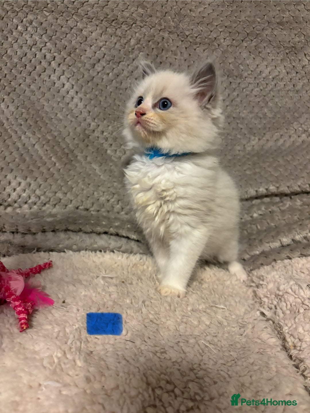 Ragdoll cats for sale: Ragdoll Kittens - Advert 18