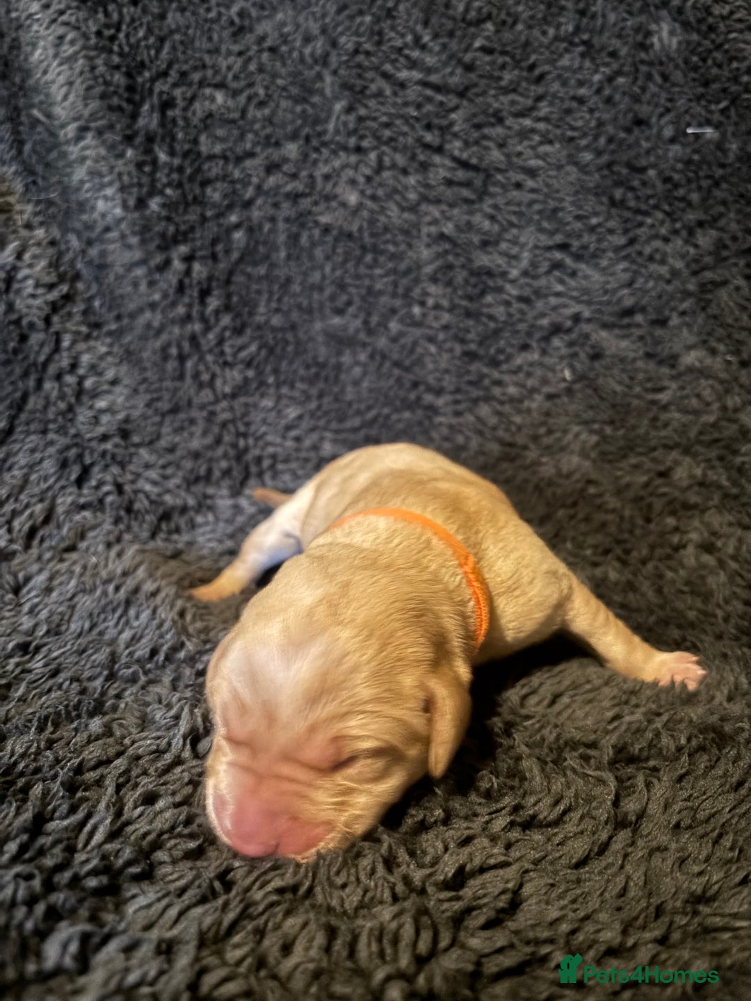 Labrador Retriever dogs for sale: Beautiful Labrador puppies - Image 11
