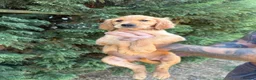 Golden Retriever dogs for sale: Stunning kc reg golden retriever puppies  - Advert 6