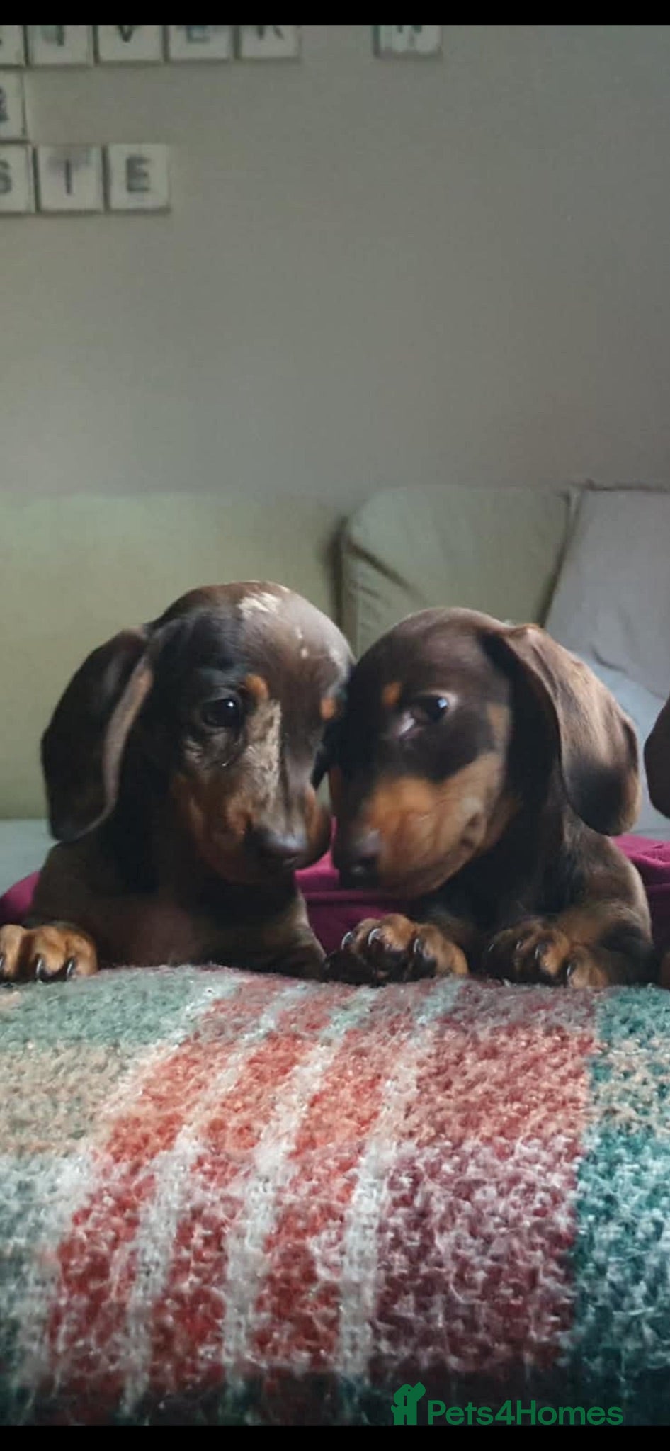 Miniature Dachshund dogs 4 miniature dachshunds - Advert 4