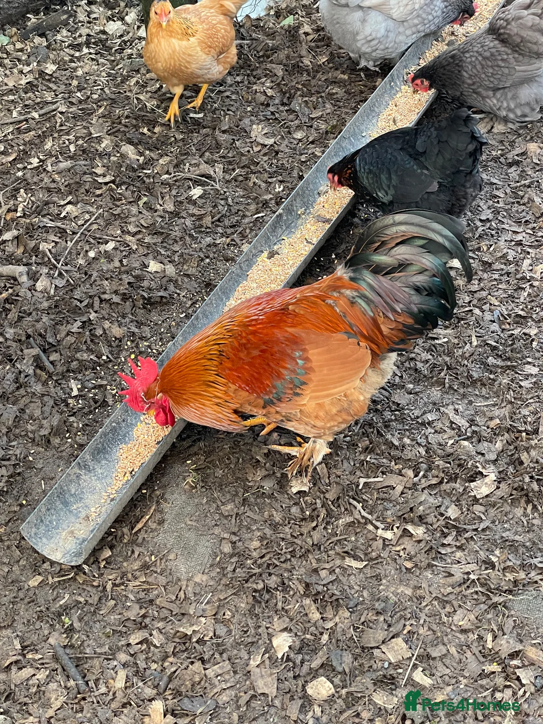 Chickens poultry for sale: Bantam wellsummer cross cockerel - Advert 1