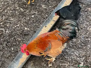 Chickens poultry Bantam wellsummer cross cockerel - Advert 8